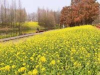 看油菜花何必去婺源，上海這個城市濕地公園，滿坡的油菜花開得?酣暢淋漓