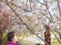 2021上海櫻花節本周五開幕，共110個品種1.4萬株櫻花