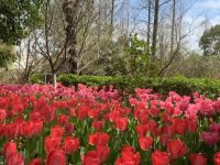 上海“百萬職工看花博”正式啟動，可通過官微預約