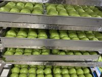 上海老字號青團哪家強?吃了40種,終于選出來了 上海老字號青團哪家強?吃了40種,終于選出來了