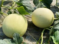 上海最好的吃瓜季節到了,一度絕種的瓜又出現在市場上 上海最好的吃瓜季節到了,一度絕種的瓜又出現在市場上