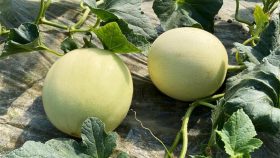 在全國追著太陽種西瓜的臺州人，發明了一個“瓜農天下”的神器