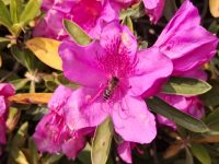 “花中西施”綻放,美顏持續至五一假期,有種“異類”一年能開4個多月? “花中西施”綻放,美顏持續至五一假期,有種“異類”一年能開4個多月?