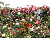 月季早開一周,假期顏值最高,還有一元硬幣大小和耐高溫的“奇葩” 月季早開一周,假期顏值最高,還有一元硬幣大小和耐高溫的“奇葩”