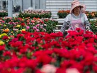 叮咚買菜大佬食言，說好“不碰鮮花”后腳就入坑，千億賽道真的香嗎？