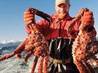 俄羅斯鮮活帝王蟹“低下昂貴的頭”,直供上海的船5個月就來了7艘 俄羅斯鮮活帝王蟹“低下昂貴的頭”,直供上海的船5個月就來了7艘