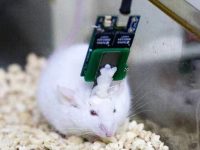 上海這家研究機構腦機接口部分關鍵技術已超越馬斯克