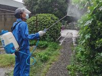 “煙花”過境莫忘滅蚊，市愛衛辦：將對近500個老舊小區集中滅蚊