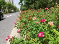 夏天馬路花景“斷檔”?上海118條花道美不勝收,背后的“花樣經”更美 夏天馬路花景“斷檔”?上海118條花道美不勝收,背后的“花樣經”更美