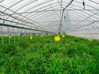 他把“割一茬又長一茬”的韭菜種成了大產業，盒馬、叮咚等電商平臺也去進貨