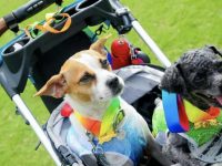 奉賢新增一大型寵物樂園