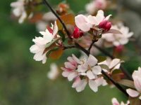 上海的海棠、櫻花又開了,現在不是秋天嗎? 上海的海棠、櫻花又開了,現在不是秋天嗎?