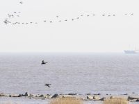 上海五個新城打造“一城一名園”，嘉定、青浦、松江、奉賢、南匯落地這些項目