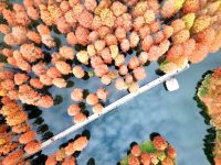 上海五年后將有千座公園，如何不“土”？年輕人這樣說