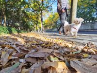 41條落葉景觀道進入最佳觀賞期?記者掃街發現,銀杏已黃,更多秋色還在路上 41條落葉景觀道進入最佳觀賞期?記者掃街發現,銀杏已黃,更多秋色還在路上