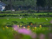 長三角又有新動作,在這個領域建體系 長三角又有新動作,在這個領域建體系