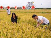 用高科技破解“農業密碼”,上海這個地方能在“云端”種水稻 用高科技破解“農業密碼”,上海這個地方能在“云端”種水稻