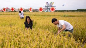 用高科技破解“農業密碼”，上海這個地方能在“云端”種水稻