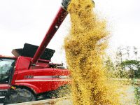一家專業糧食生產經營企業啟航，目前上海規模最大生產水平最高最具完整產業鏈