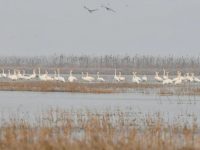 上海多地上演“天鵝湖”,“演員”上千名,崇明東灘最多 上海多地上演“天鵝湖”,“演員”上千名,崇明東灘最多