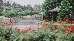 上海八成城市公園已恢復開放，端午假期被擠爆？現實有點意外