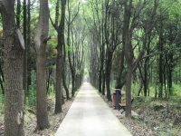 ?松江區5個開放式休閑林地恢復開放,讓人們回歸久違的大自然 ?松江區5個開放式休閑林地恢復開放,讓人們回歸久違的大自然