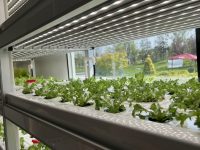 實探崇明島這幾個集裝箱大有玄機，產業吸引日本富豪孫正義砸下重金