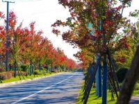 爭創5A級景區、四季美景不斷，崇明西沙明珠湖迎來最佳秋色