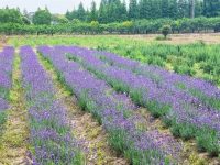崇明豎新鎮260余畝芳香植物園賦能鄉村，未來將成“國際交易中心”