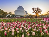 全球領先的全自動花卉生產基地落地浦東，記者實探神奇之處