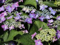 兩個“上海智慧”受國家保護，今夏有望出現在公園綠地