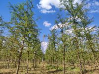 森林覆蓋率高卻多了煩惱,林木廢棄物激增,上海有群人把炭拌到土里 森林覆蓋率高卻多了煩惱,林木廢棄物激增,上海有群人把炭拌到土里