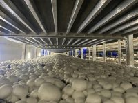 ?最快半小時放款到農戶，金山這場金融“及時雨”潤澤一個鎮的蘑菇產業鏈