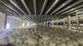 ?最快半小時放款到農戶，金山這場金融“及時雨”潤澤一個鎮的蘑菇產業鏈