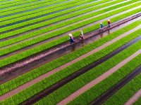 上海崇明農業合作社紛紛“抱團”成立集團公司，帶來什么“化學反應”？