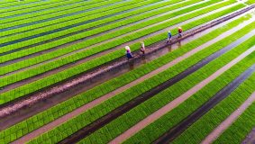 上海崇明農業合作社紛紛“抱團”成立集團公司，帶來什么“化學反應”？