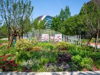 長寧這里新建了一條“櫻花綠道”