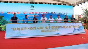 24款古樹曬青毛茶同臺“斗茶”…上海金山助力云南鎮沅縣打響普洱茶品牌 24款古樹曬青毛茶同臺“斗茶”…上海金山助力云南鎮沅縣打響普洱茶品牌