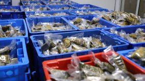 日產粽子近3萬只,仍供不應求!楓涇古鎮這家老字號粽子又“火”了 日產粽子近3萬只,仍供不應求!楓涇古鎮這家老字號粽子又“火”了