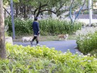 遛狗、開花店、逛非遺集市……上海這些口袋公園不只是“公園”