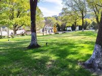 閔行首批15座公園可搭帳篷！寵物可進哪些公園？