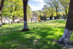 閔行首批15座公園可搭帳篷！寵物可進哪些公園？