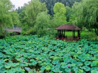 300多畝荷花即將進入盛花期，來顧村公園消夏賞荷吧