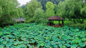 300多畝荷花即將進入盛花期，來顧村公園消夏賞荷吧