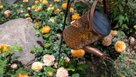 “頂流”大樓有了空中花園！“民間林長”讓城市更新透綠意→