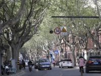 130萬株行道樹有必要全面體檢，效率和成本是難題，在研“怪車”有望解決