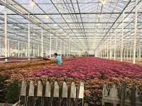上海崇明國際菊花生態園投入運營,每天可生產3萬枝鮮切花,產值規模2千萬元 上海崇明國際菊花生態園投入運營,每天可生產3萬枝鮮切花,產值規模2千萬元