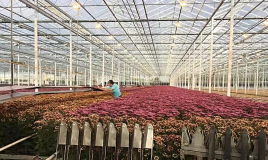 上海崇明國際菊花生態園投入運營,每天可生產3萬枝鮮切花,產值規模2千萬元 上海崇明國際菊花生態園投入運營,每天可生產3萬枝鮮切花,產值規模2千萬元
