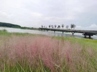 湖邊可見飛鳥，草叢里可聞蟲鳴，水清岸綠的元蕩舊貌換新顏