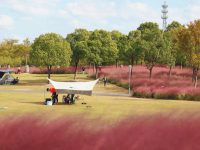 丹桂飄香、粉黛夢幻，中秋國慶雙節來顧村公園賞金秋畫卷